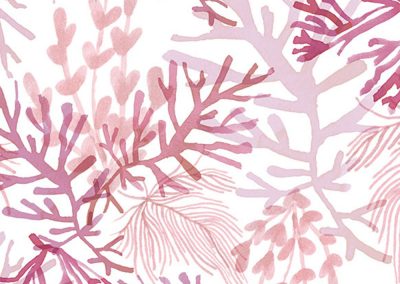 algascoral.pattern