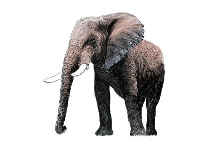elefante.web
