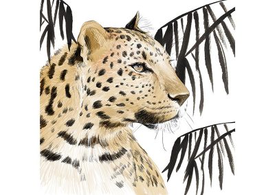 Safari
